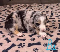 Boy 1, a male Australian Shepherd for sale in Salisbury, NC – Photo 2 of 3