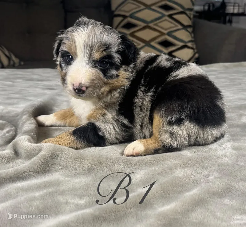 Boy 1 – Australian Shepherd puppy for sale in Salisbury, NC