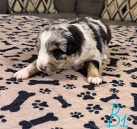 Boy 1, a male Australian Shepherd for sale in Salisbury, NC – Photo 3 of 3
