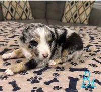 Boy 1, a male Australian Shepherd for sale in Salisbury, NC – Photo 1 of 3