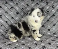 Girl Two, a female Australian Shepherd and Miniature Australian Shepherd for sale in Salisbury, NC – 2 of 10