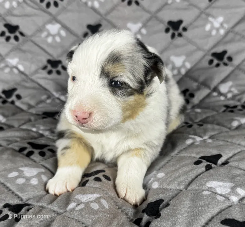 Girl Two – Australian Shepherd, Miniature Australian Shepherd puppy for sale in Salisbury, NC