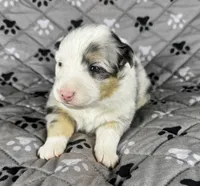 Girl Two, a female Australian Shepherd and Miniature Australian Shepherd for sale in Salisbury, NC – 9 of 10