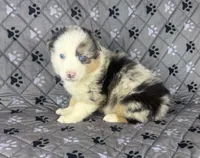 Girl Two, a female Australian Shepherd and Miniature Australian Shepherd for sale in Salisbury, NC – 5 of 10