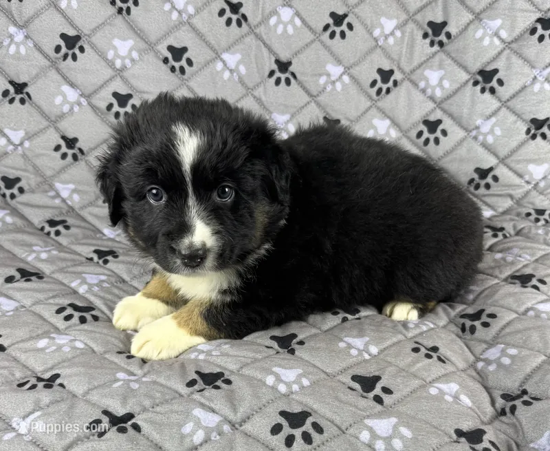 Boy Three – Australian Shepherd puppy for sale in Salisbury, NC