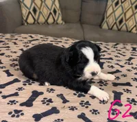 Girl 2, a female Australian Shepherd for sale in Salisbury, NC – Photo 3 of 3