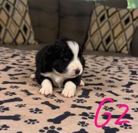 Girl 2, a female Australian Shepherd for sale in Salisbury, NC – Photo 1 of 3