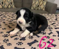 Girl 2, a female Australian Shepherd for sale in Salisbury, NC – Photo 2 of 3