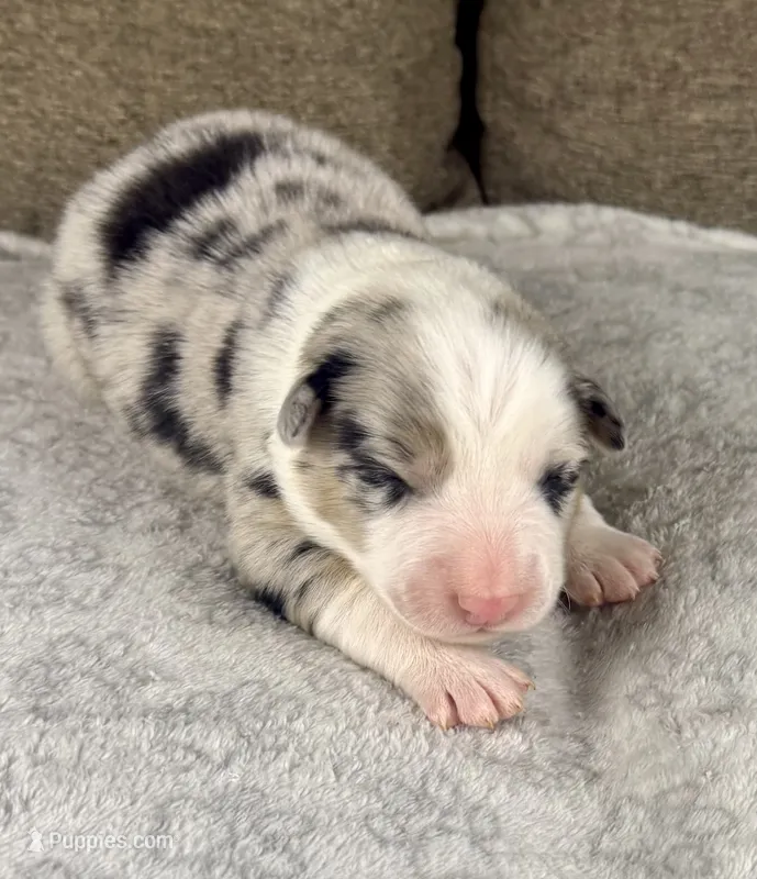 Boy 4 – Australian Shepherd puppy for sale in Salisbury, NC