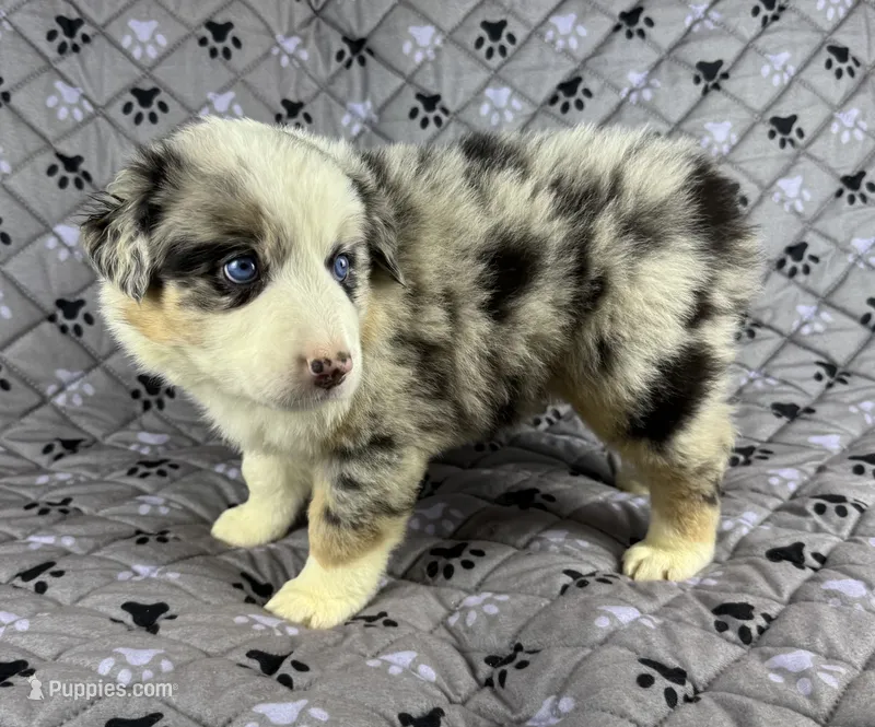 Boy Four – Australian Shepherd puppy for sale in Salisbury, NC