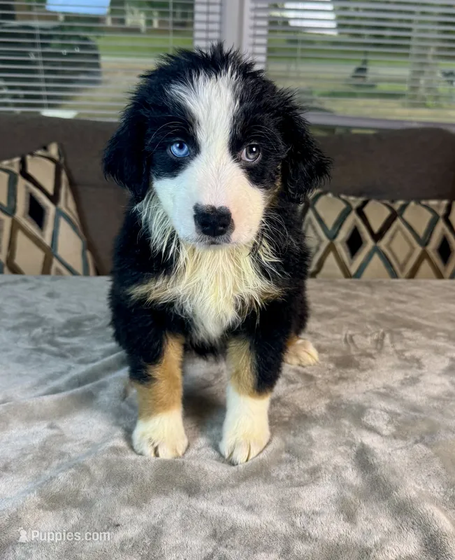 Girl 3 – Australian Shepherd puppy for sale in Salisbury, NC