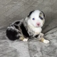 Girl Two, a female Australian Shepherd and Miniature Australian Shepherd for sale in Salisbury, NC – 8 of 10