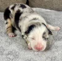 Girl Two, a female Australian Shepherd and Miniature Australian Shepherd for sale in Salisbury, NC – 3 of 3