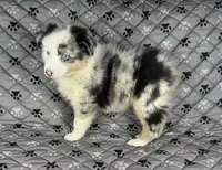 Girl Two, a female Australian Shepherd and Miniature Australian Shepherd for sale in Salisbury, NC – 3 of 10