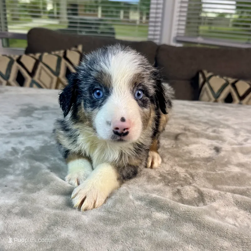Boy 2 – Australian Shepherd puppy for sale in Salisbury, NC