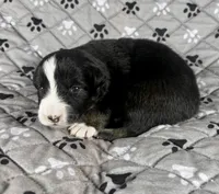 Boy One, a male Australian Shepherd for sale in Salisbury, NC – 5 of 9