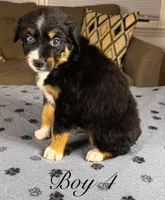 Boy 4, a male Australian Shepherd for sale in Salisbury, NC – 3 of 10