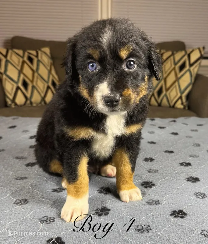 Boy 4 – Australian Shepherd puppy for sale in Salisbury, NC