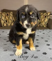 Boy 4, a male Australian Shepherd for sale in Salisbury, NC – 1 of 10