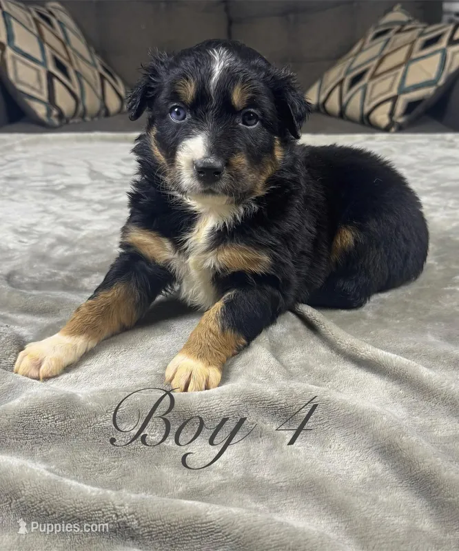 Boy 4 – Australian Shepherd puppy for sale in Salisbury, NC