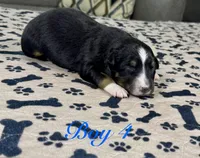 Boy 4, a male Australian Shepherd for sale in Salisbury, NC – 9 of 10