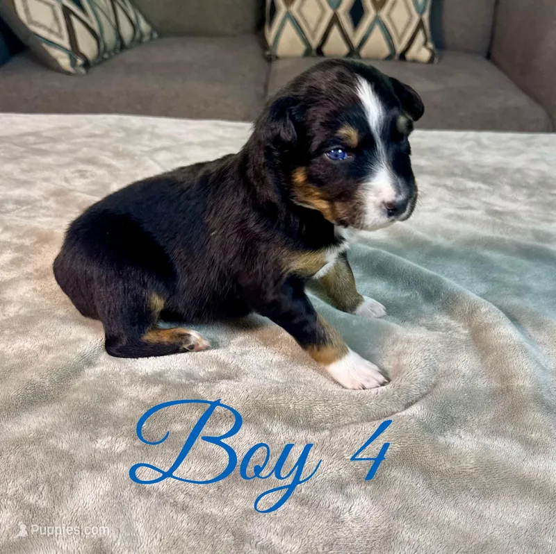 Boy 4 – Australian Shepherd puppy for sale in Salisbury, NC