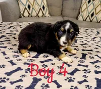 Boy 4, a male Australian Shepherd for sale in Salisbury, NC – 6 of 10