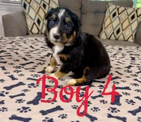 Boy 4, a male Australian Shepherd for sale in Salisbury, NC – 8 of 10