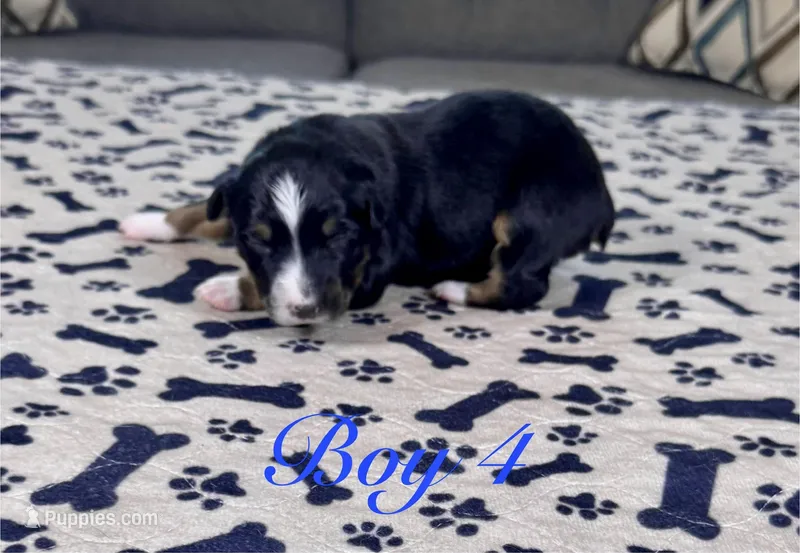 Boy 4 – Australian Shepherd puppy for sale in Salisbury, NC
