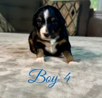 Boy 4, a male Australian Shepherd for sale in Salisbury, NC – 7 of 10