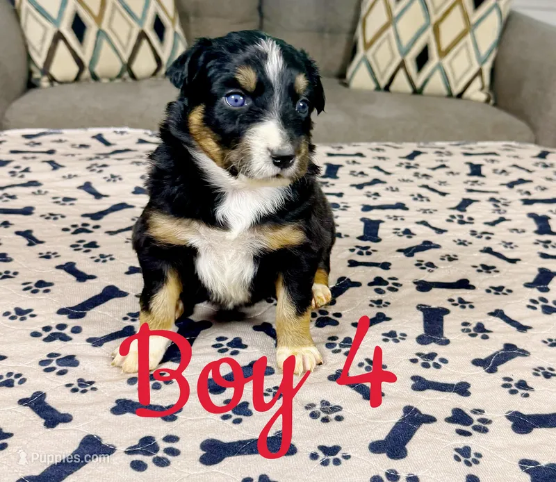 Boy 4 – Australian Shepherd puppy for sale in Salisbury, NC