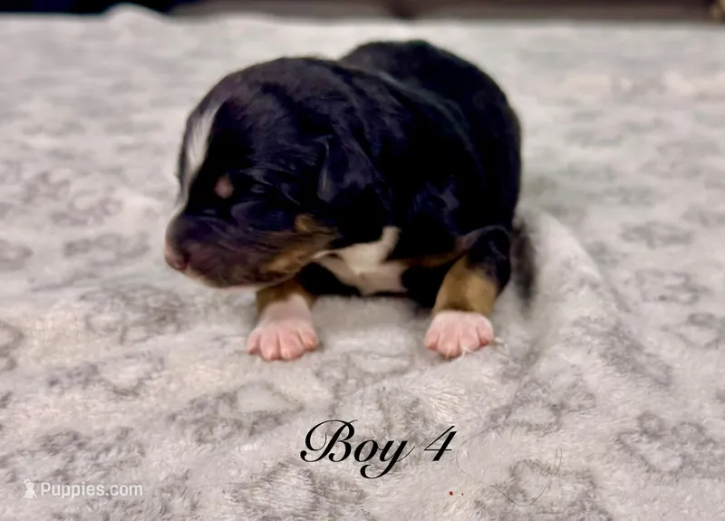 Boy 4 – Australian Shepherd puppy for sale in Salisbury, NC