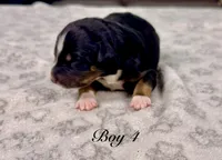 Boy 4, a male Australian Shepherd for sale in Salisbury, NC – 10 of 10