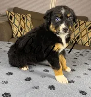 Boy 4, a male Australian Shepherd for sale in Salisbury, NC – 2 of 10