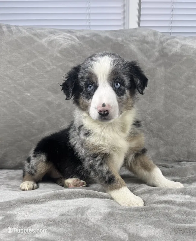 Boy 2 – Australian Shepherd puppy for sale in Salisbury, NC