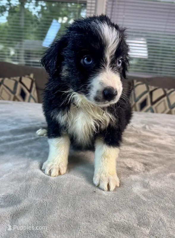 Girl 2 – Australian Shepherd puppy for sale in Salisbury, NC