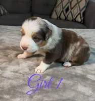 Girl 1, a female Australian Shepherd for sale in Salisbury, NC – 6 of 10