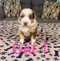 Girl 1, a female Australian Shepherd for sale in Salisbury, NC – 2 of 10