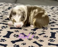 Girl 1, a female Australian Shepherd for sale in Salisbury, NC – 7 of 10