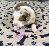Girl 1, a female Australian Shepherd for sale in Salisbury, NC – 9 of 10