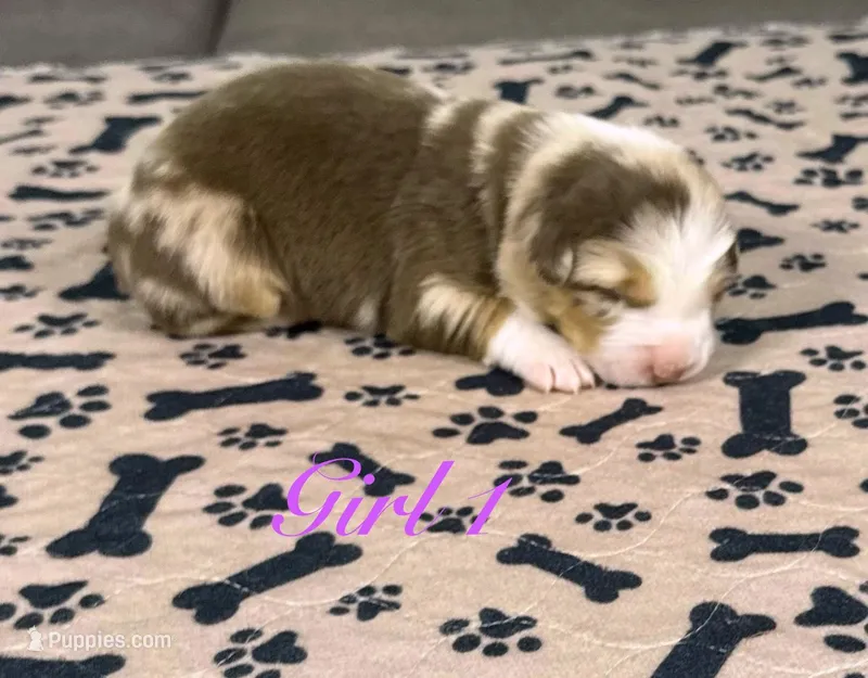 Girl 1 – Australian Shepherd puppy for sale in Salisbury, NC