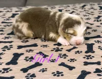 Girl 1, a female Australian Shepherd for sale in Salisbury, NC – 5 of 10
