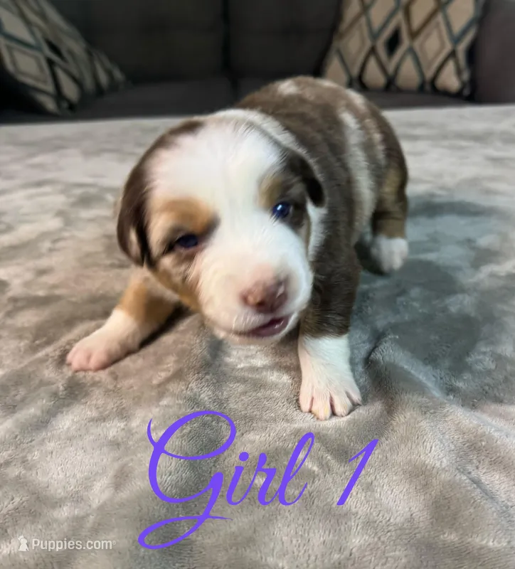 Girl 1 – Australian Shepherd puppy for sale in Salisbury, NC
