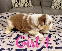 Girl 1, a female Australian Shepherd for sale in Salisbury, NC – 3 of 10