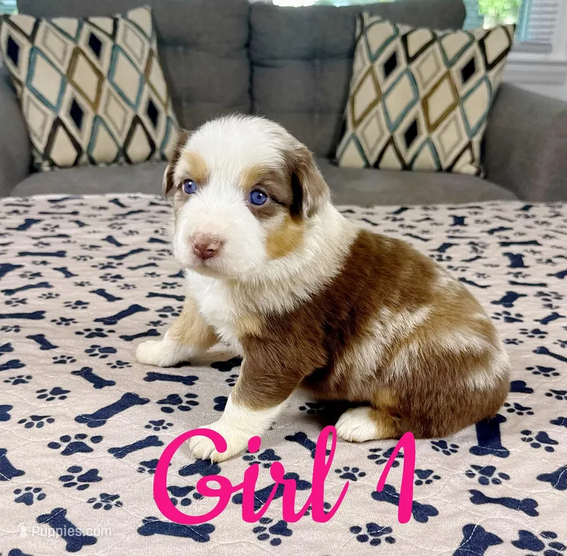 Girl 1 – Australian Shepherd puppy on hold in Salisbury, NC