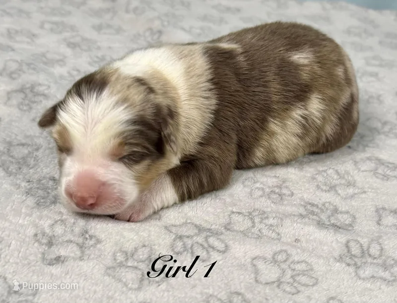 Girl 1 – Australian Shepherd puppy for sale in Salisbury, NC