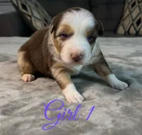 Girl 1, a female Australian Shepherd for sale in Salisbury, NC – 8 of 10