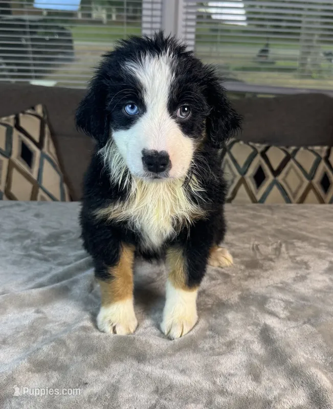 Girl 3 – Australian Shepherd puppy for sale in Salisbury, NC