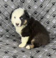 Boy Two, a male Australian Shepherd for sale in Salisbury, NC – 4 of 10