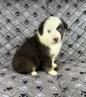 Boy Two, a male Australian Shepherd for sale in Salisbury, NC – 7 of 10